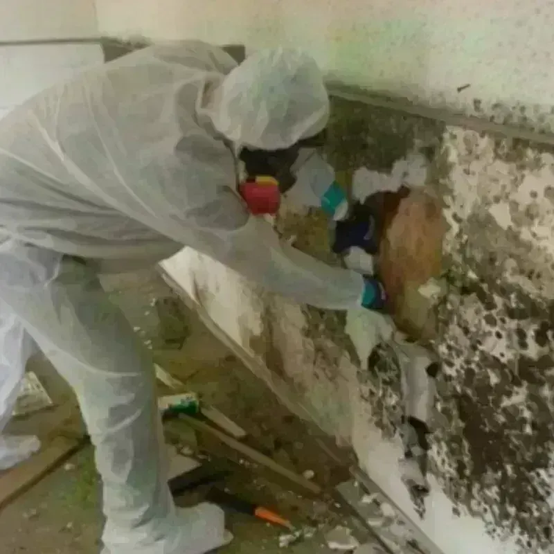 Mold Remediation and Removal in Monticello, IN